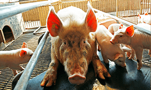 Anemia y desnutrición